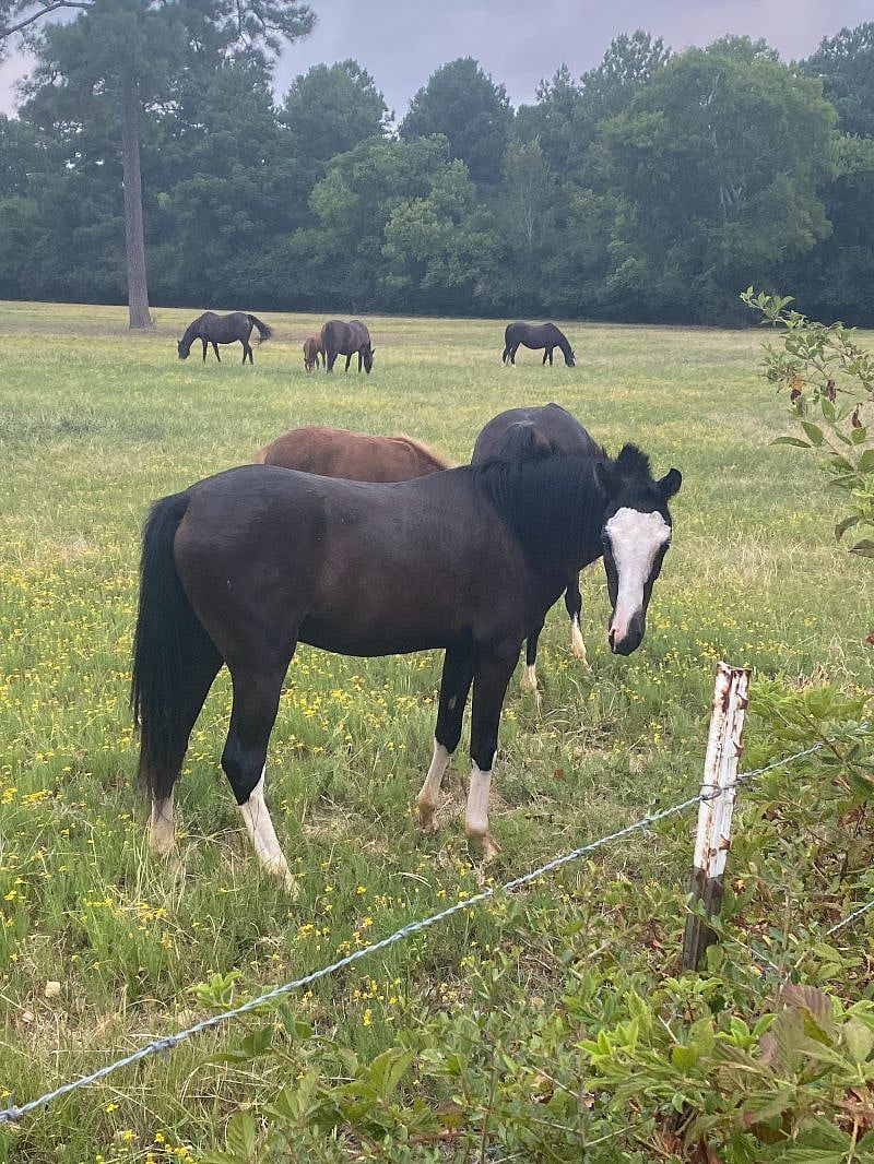 Nearby horse pasture