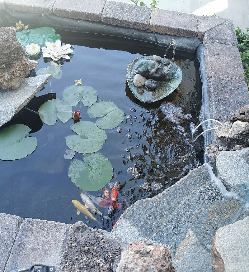 Small koi fish pond at front yard