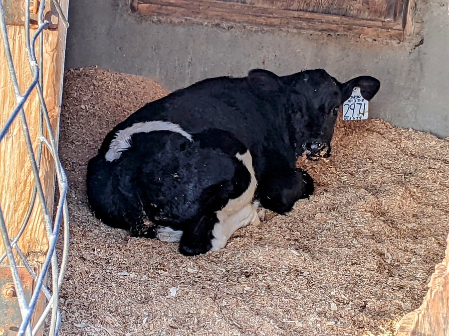 Welcome to the country. This home is located in the heart of a fully running, generational dairy farm. You will see baby calves out your windows.