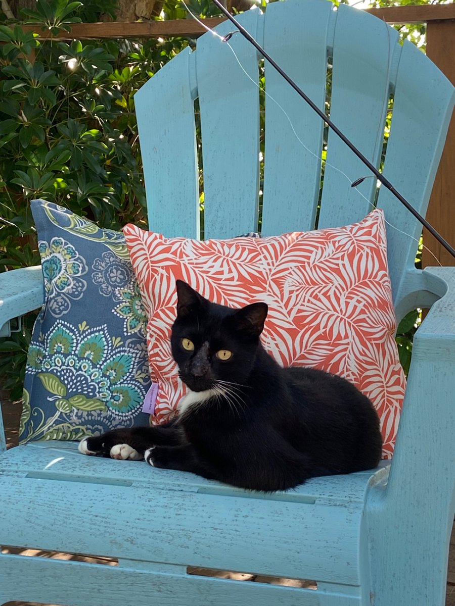 One of our kitties