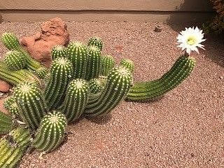Blooming Cactus
