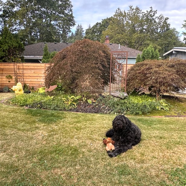 (dog not included...)