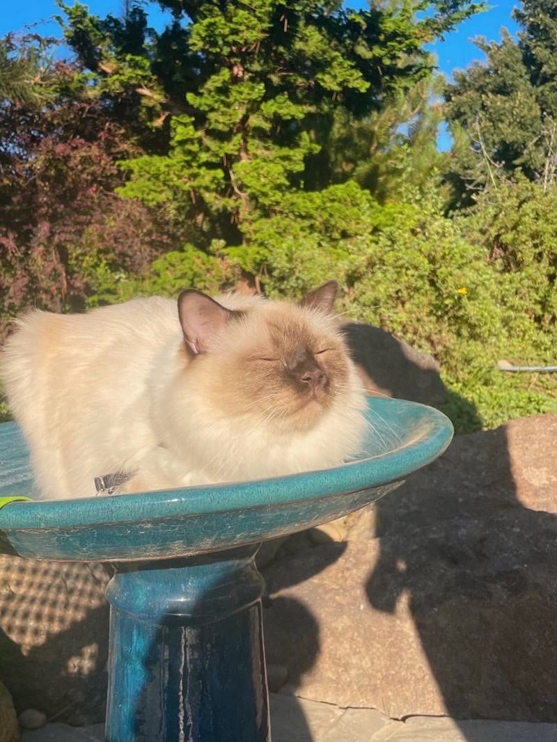Richey - the kitto of the household. He is extremely friendly and love strangers LOL