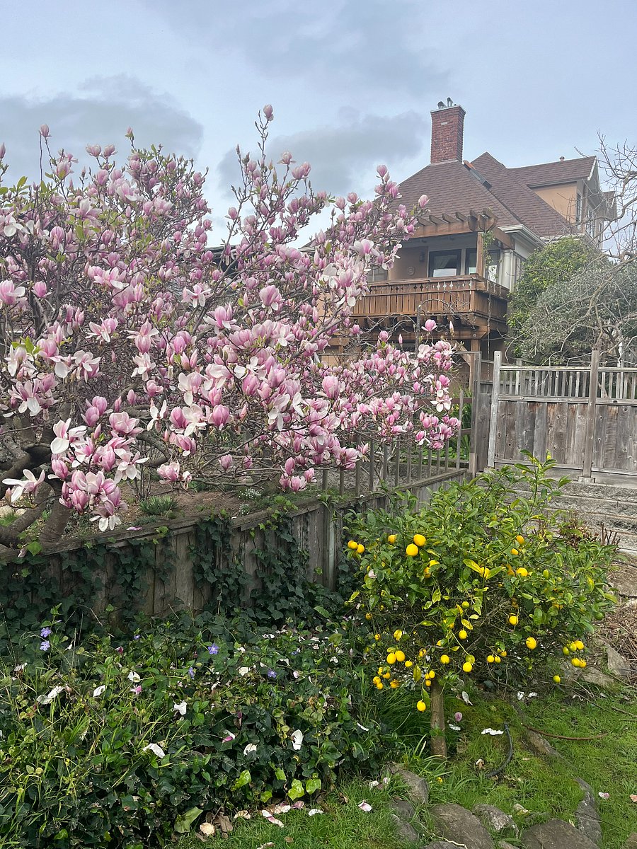 Backyard in February with Magnolia Tree and Meyer Lemons