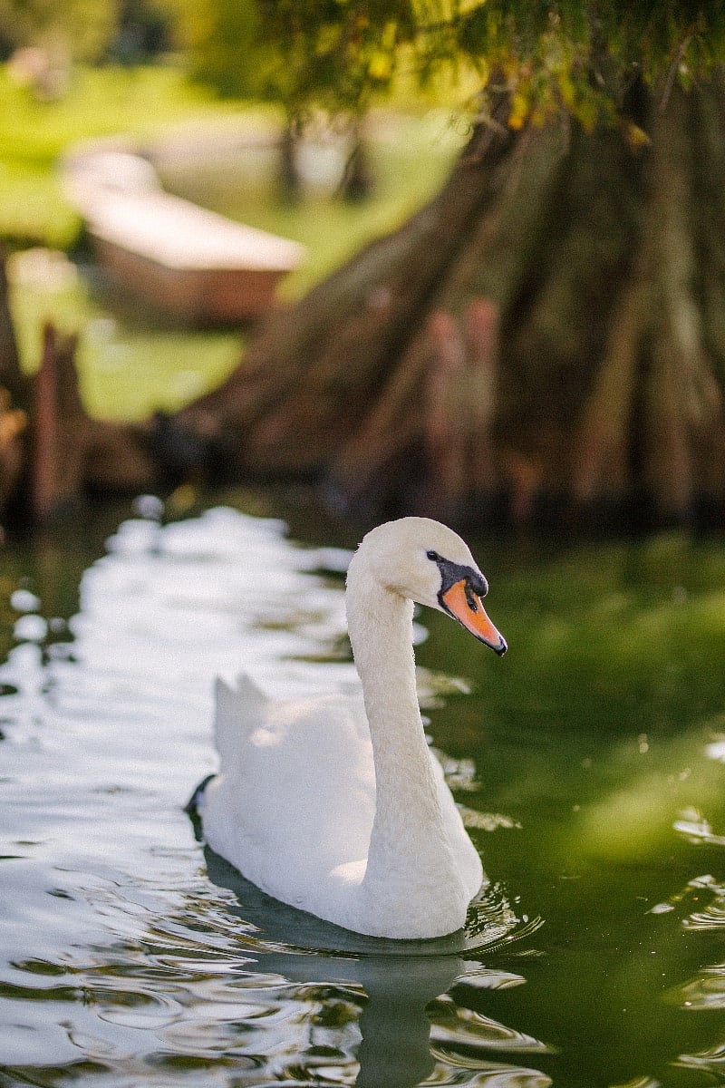 Come enjoy the swans of Lake Morton here in Lakeland, Florida