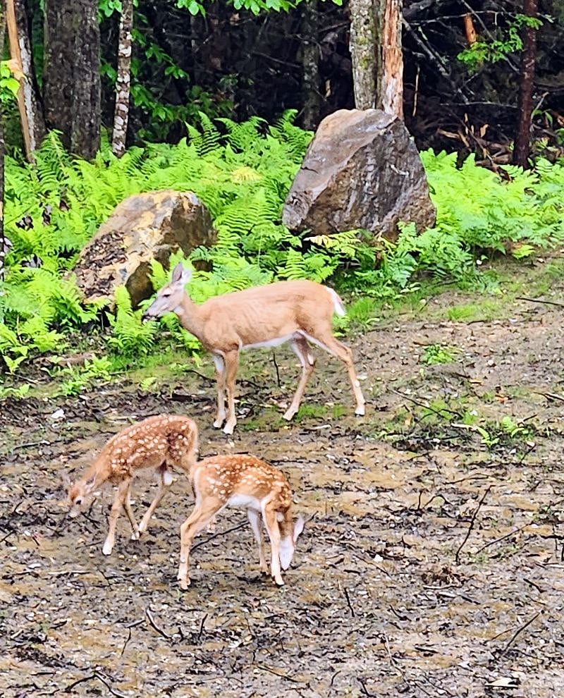 Bambi - mother and twins in front of the retreat cottage. You will see all kinds of Vermont wildlife from your windows as well as hearing the waterfalls that are only 150' away
