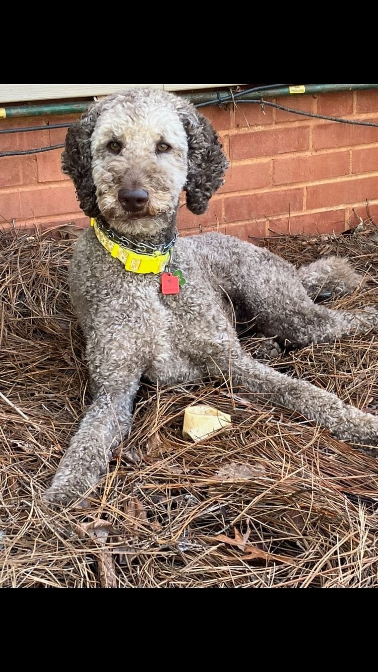Our pup keeps us moving and laughing!