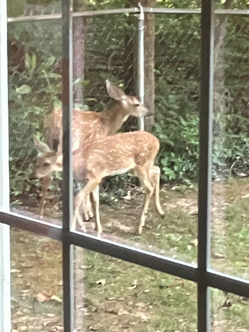 Frequent view from our kitchen window!
*twin fawns born this past Spring on just the other side of our fence*