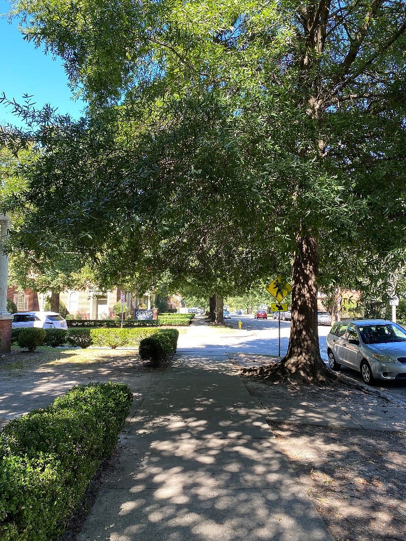 Beautiful tree lined sidewalks in every direction