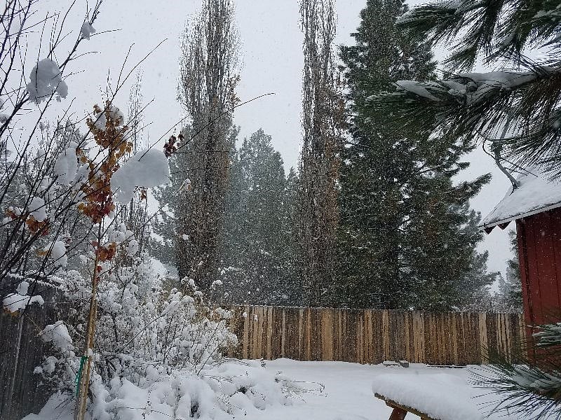 Fenced in Backyard