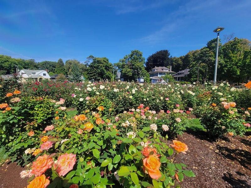 Pleasant walkable neighborhood with central rose garden of nearby Ladd's Addition. Who was Ladd, some ask? Ladd was a banker & 1850s mayor who owned Hazel Fern Farm that is now nearby Laurelhurst Park. Last year, in family letters, we discovered a great-grandmother of ours worked for Ladd at Hazel Farm! Small world. Ladd is worth a quick google if you are coming to the area as he shaped some of the earliest development of Portland.