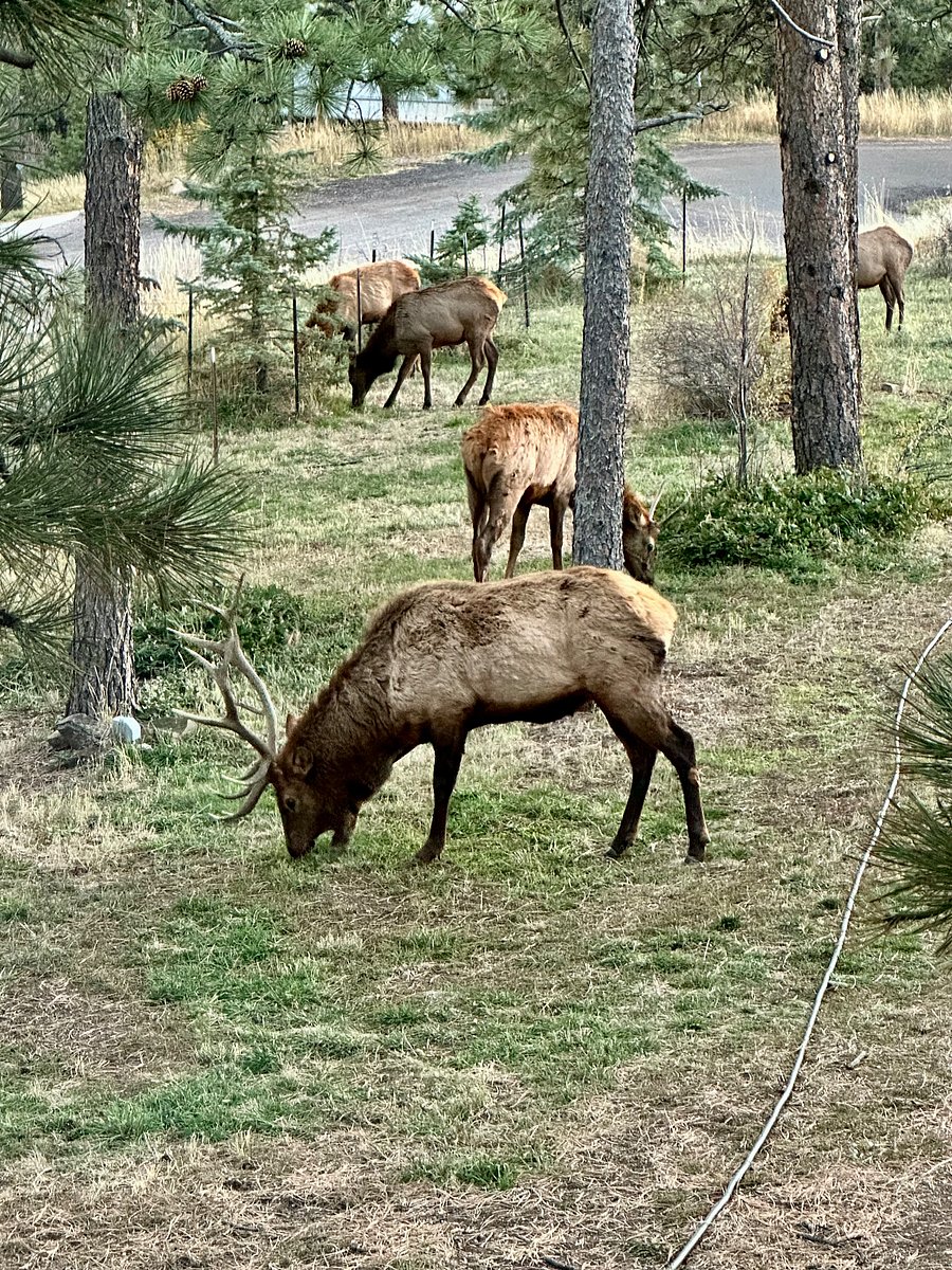Elk heard snacking in our yard