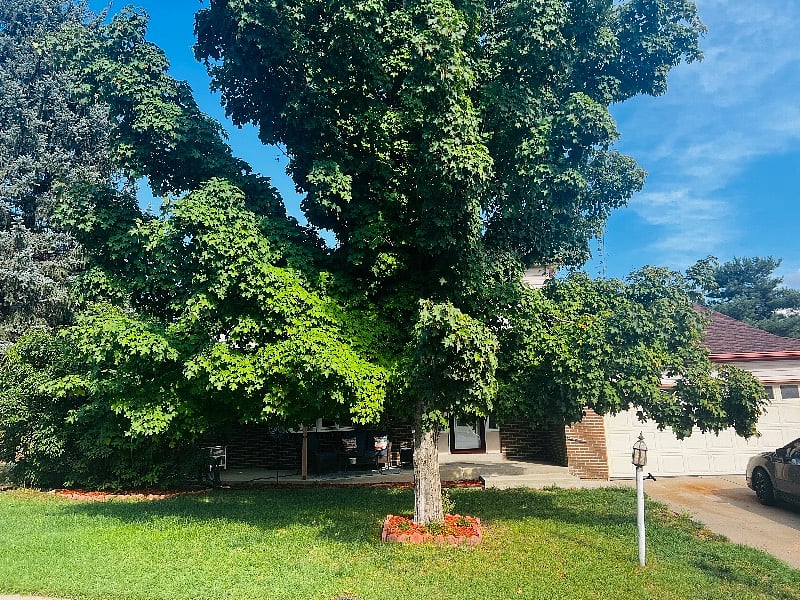 Front yard - Summer