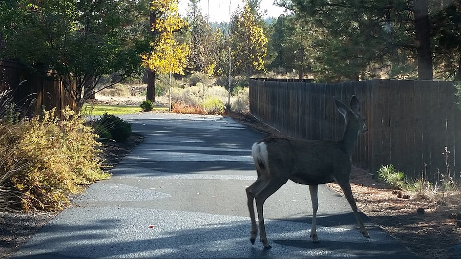 Private driveway to house.