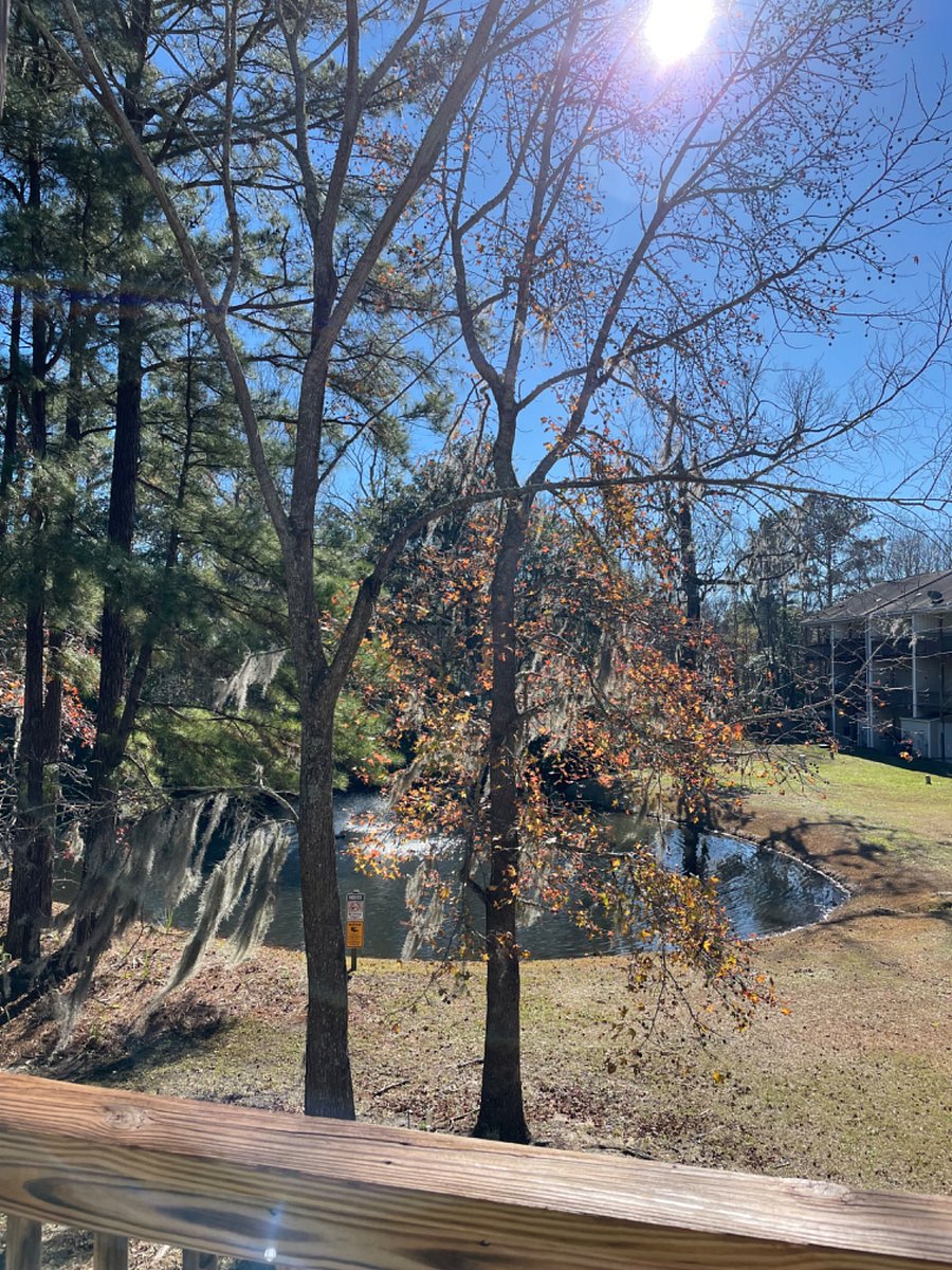 Back porch view 
