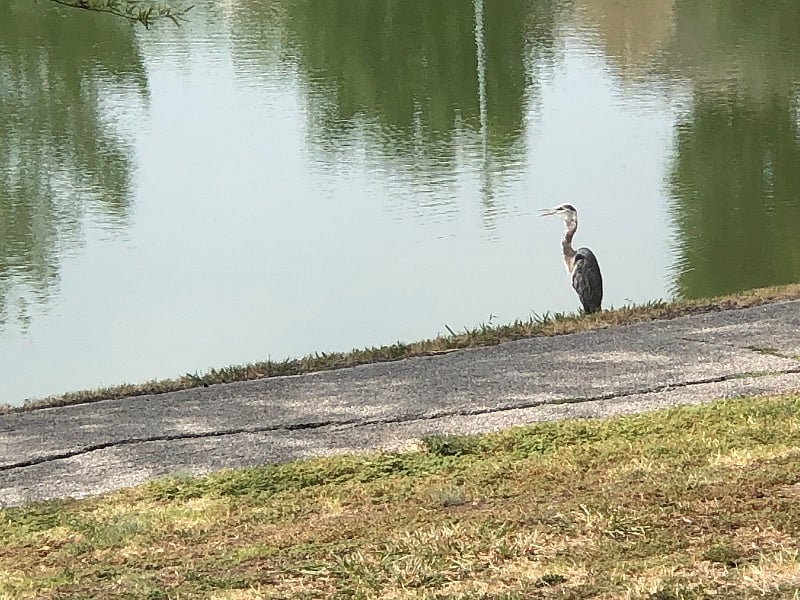 The water sometimes brings natural wildlife to enjoy.