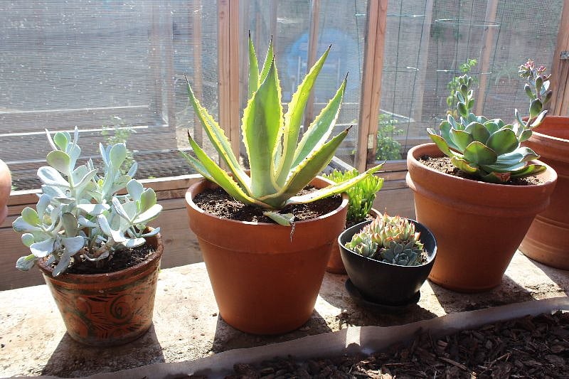 lovely shared garden