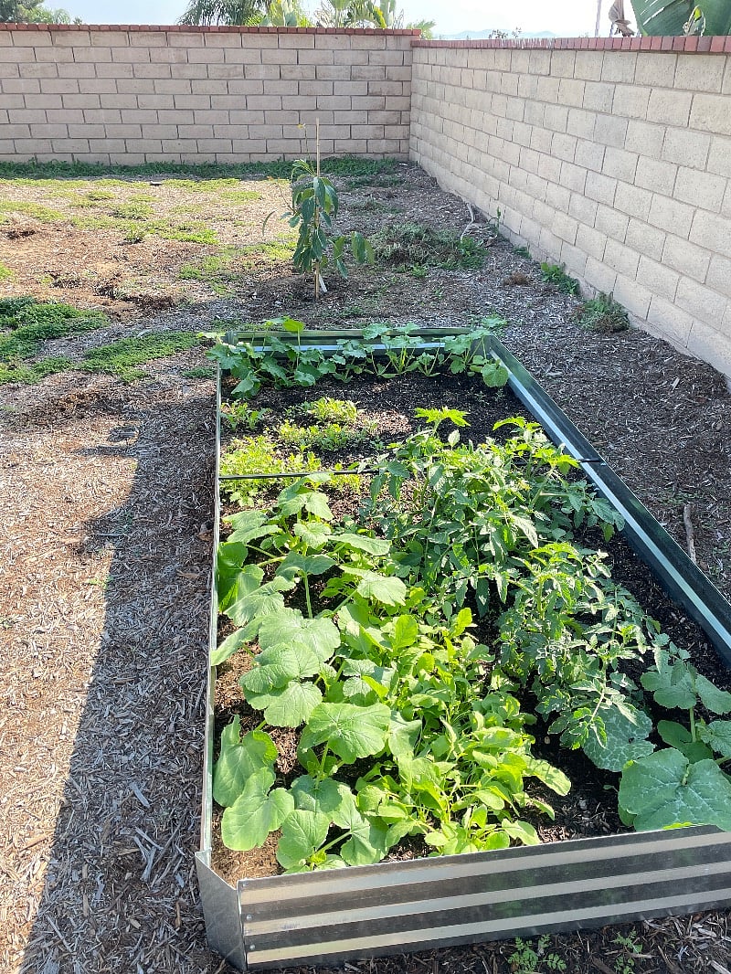 Organic garden you can eat from