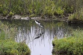 Nearby Famosa Slough