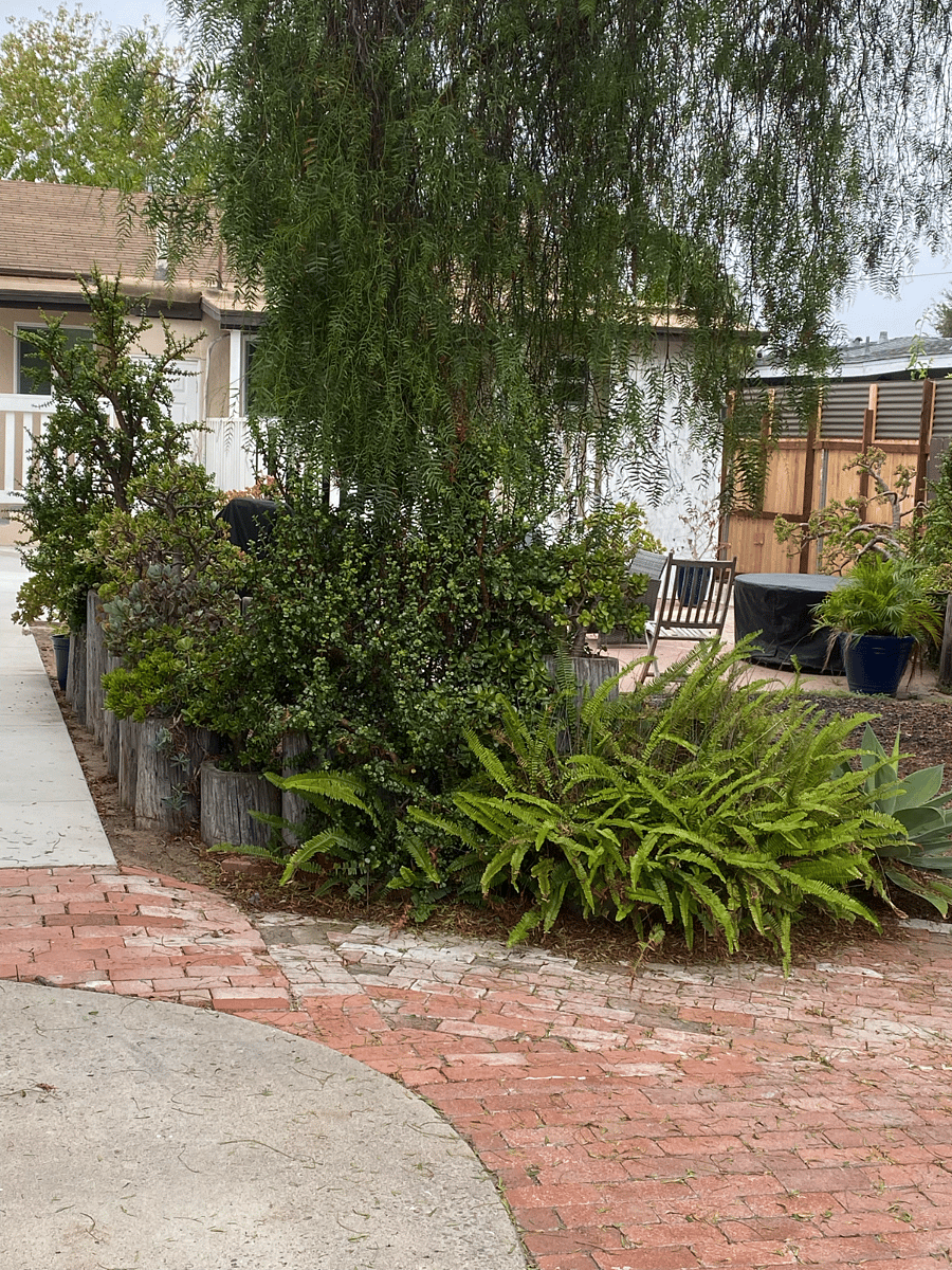large shared backyard area