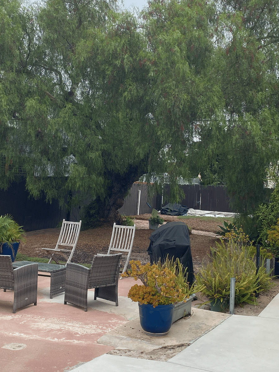 large shared backyard area