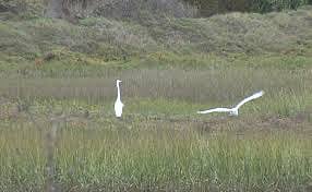 Famosa Slough - giant nature reserve one block away