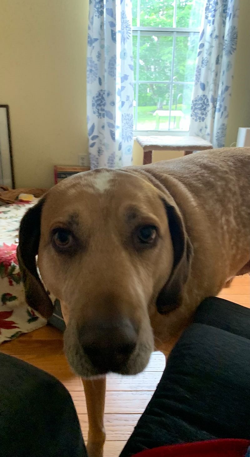 Resident Dog- Banjo- Big,  but just wants to smell you to death! 