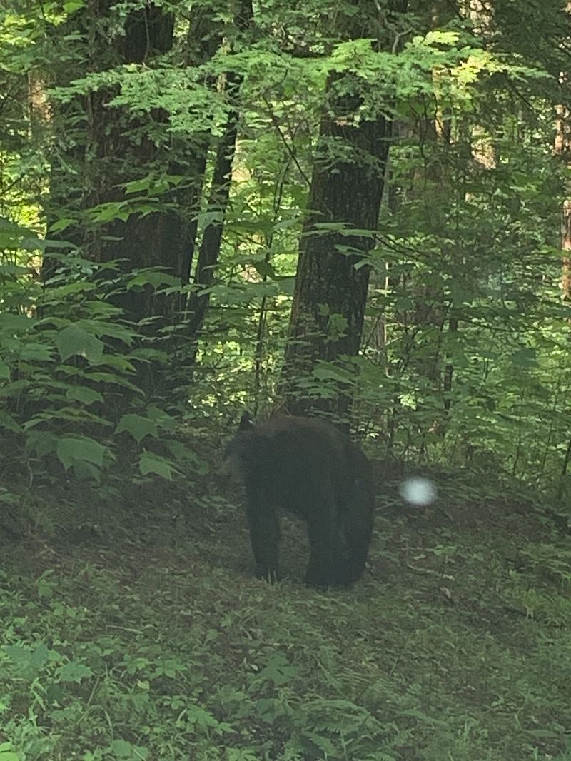 Bear at Cades Cove, which is in the Great Smoky Mountains National Park.  About 45 minutes away. 