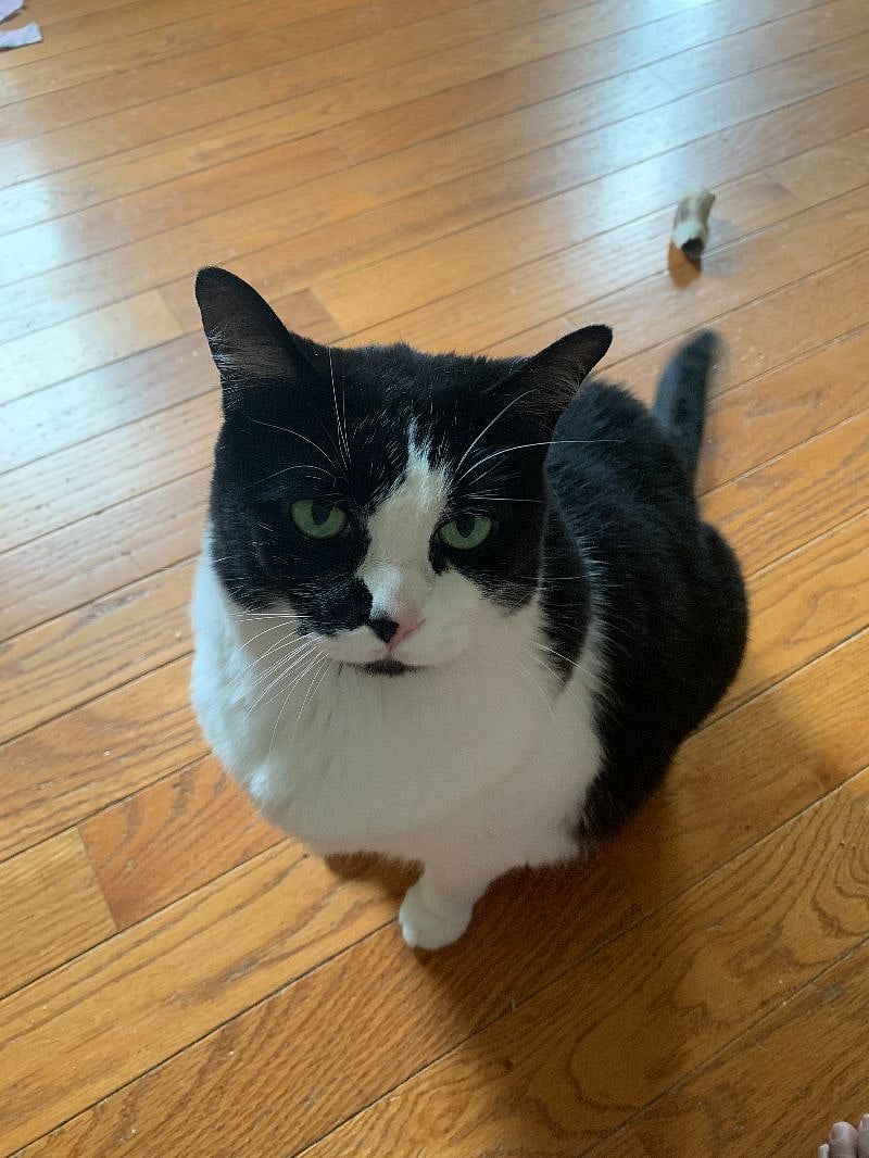 Resident Cat-MO (Mason Oliver). 