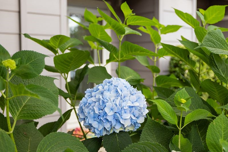 Roses, hydrangeas, and strawberries grow out front!
