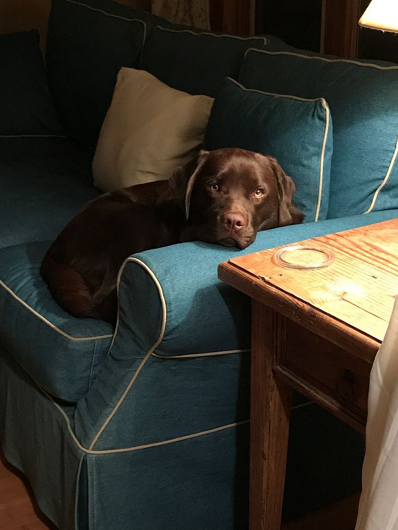 Meet Joe Bob Bubba! He's a full bred English Chocolate Lab and LOVES belly rubs and hugs of any kind. He is not allowed people food unless it's fresh fruit and veggies! He will be 9 years young on 9.22.24! 