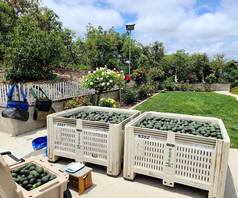 Our front yard and other avocado grove