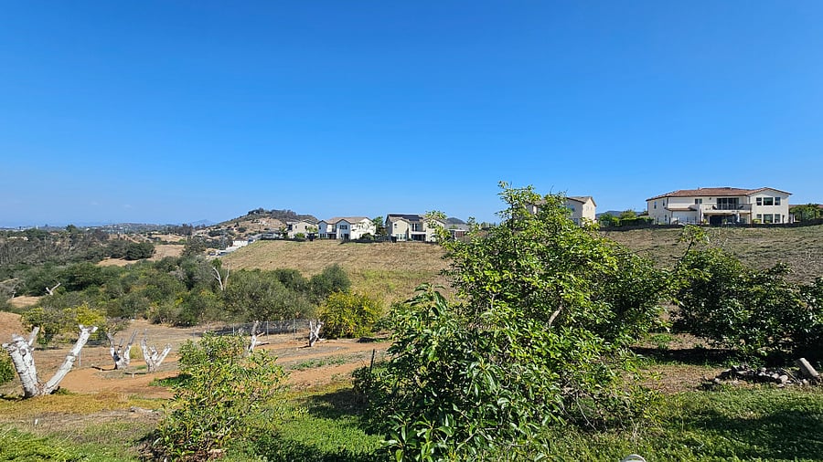 Our avocado grove leading up to the barndominium