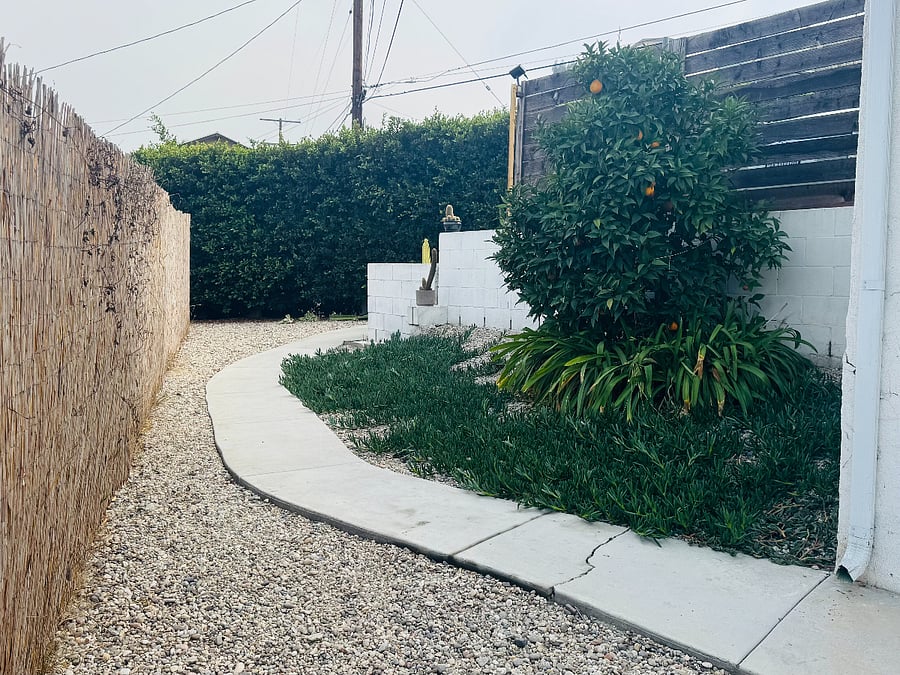 Orange tree in yard