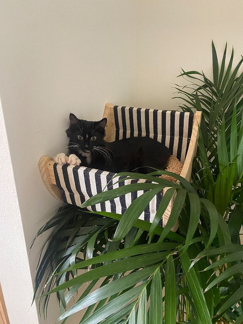 FurBaby 2