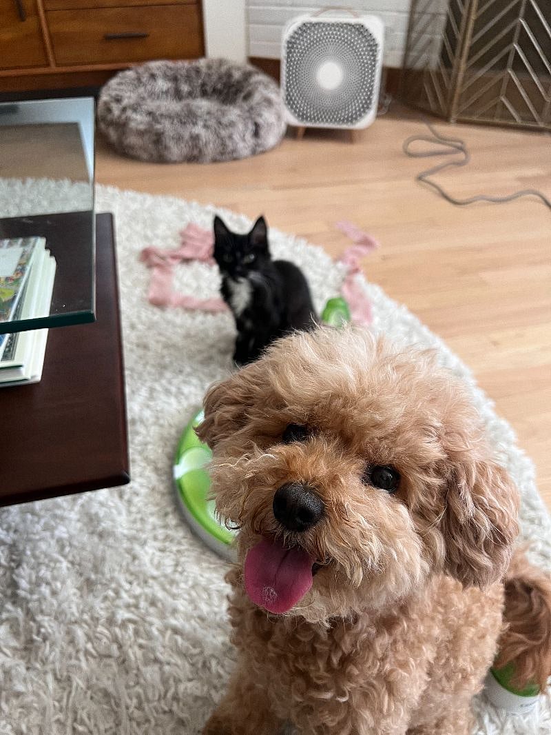 FurBaby 1&2