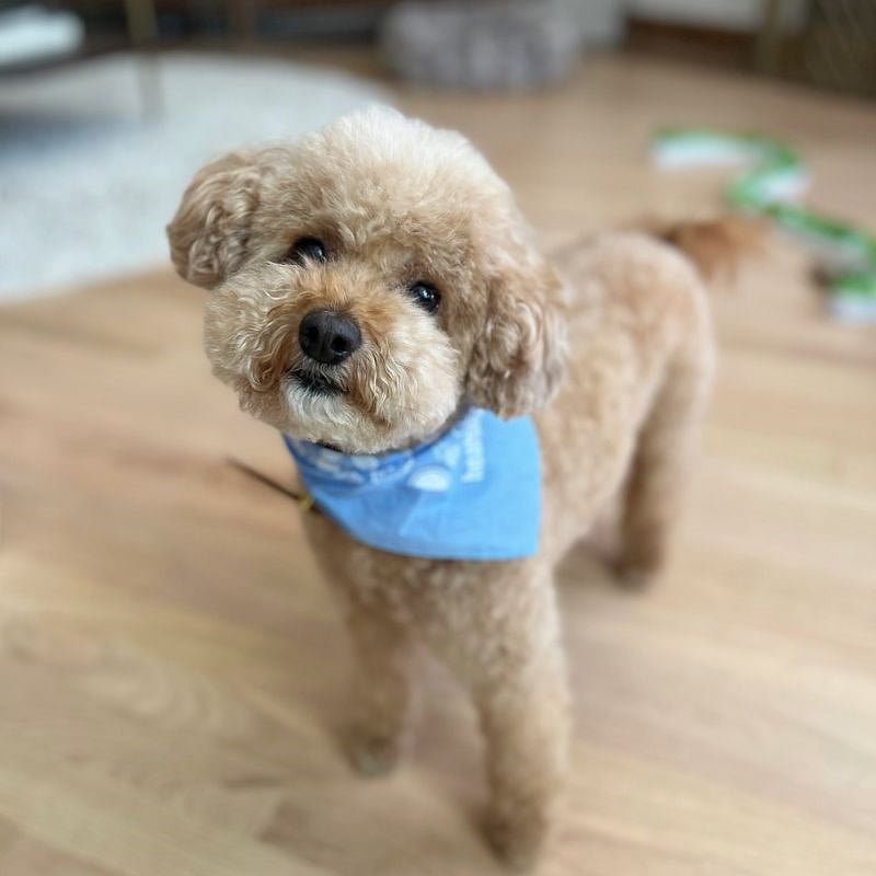 FurBaby 1