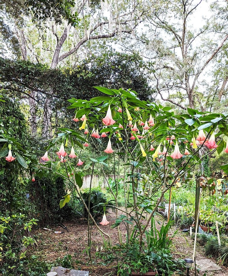 Lovely Angel Trumpets as seen from the sliding glass doors