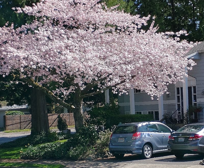 Spring cherry tree and home front door.  