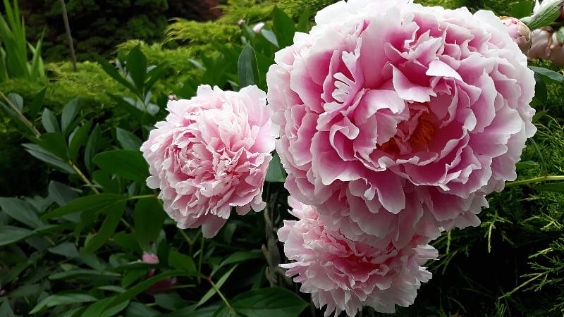 Pink peonies and other perennials.