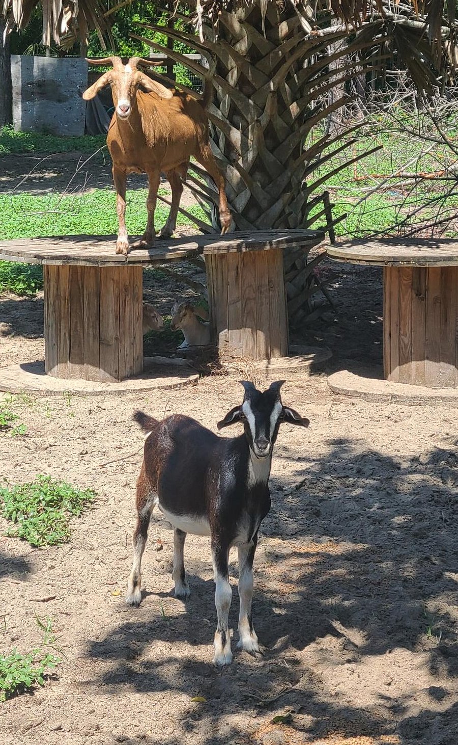 Goats, horses, and Rosie the donkey are all fenced in but close enough to enjoy provided treats you're welcome to feed them.