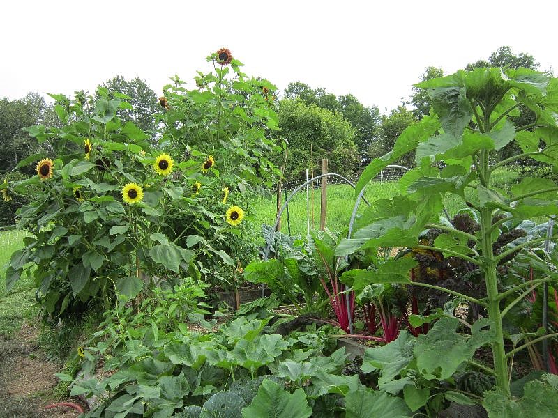 lower garden