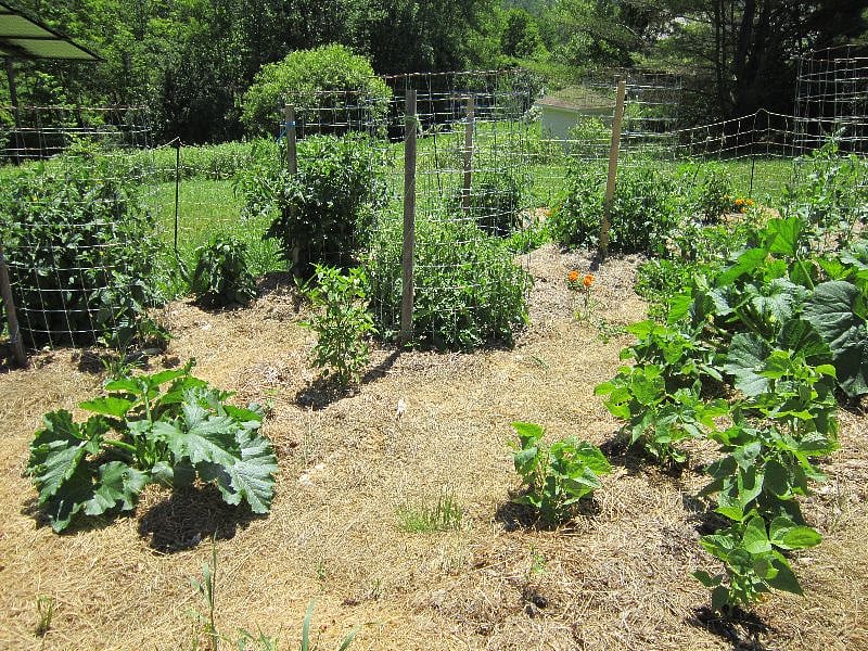 upper garden in the spring - before it becomes a jungle of food