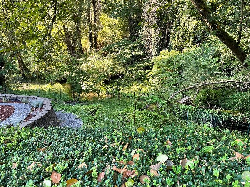 Thornton Creek habitat