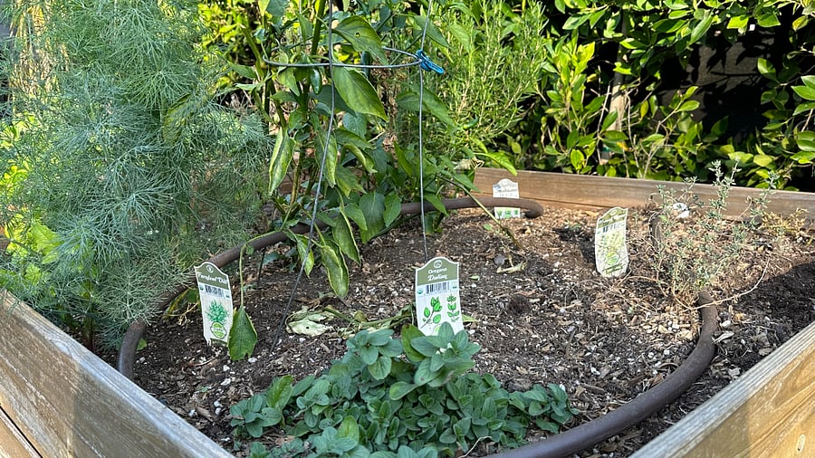 You're welcome to help yourself to the herbs in the herb garden - we're currently growing basil, dill, thyme, rosemary, and chives