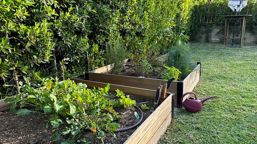 Raised bed garden where we plant seasonal herbs fruits and vegetables