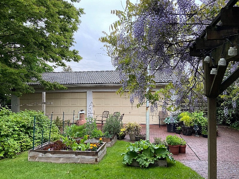 Backyard vegetable garden.