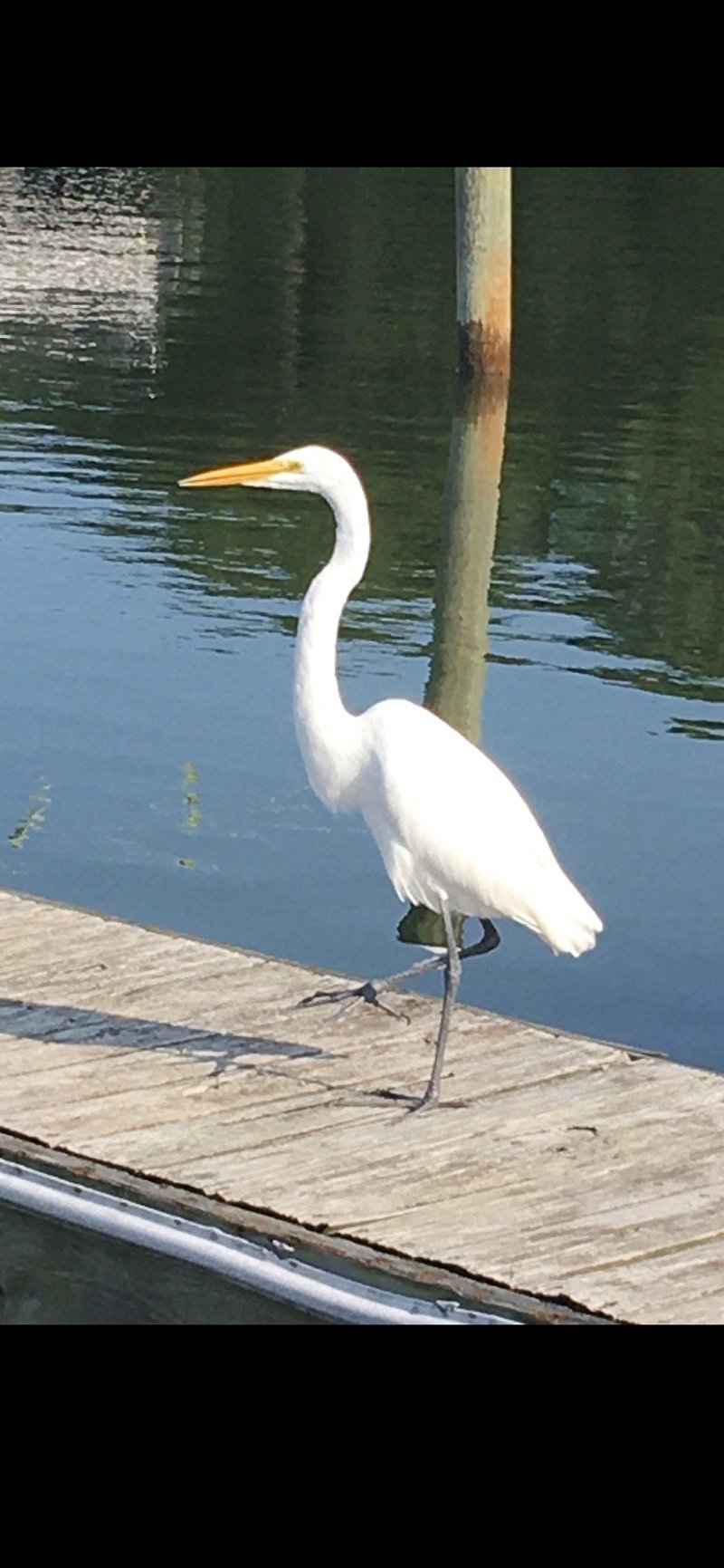 Local cruising the marina dock. Stately Great White Herons are common to this entire area.