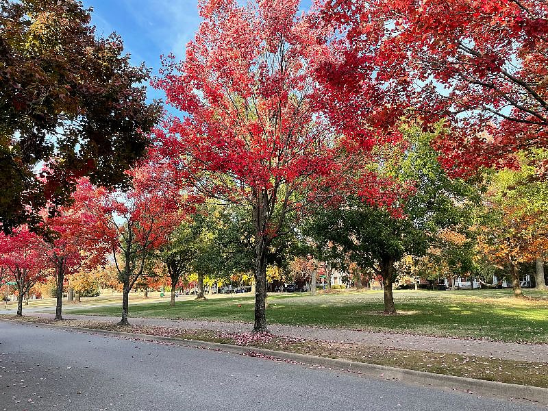 View of the north side of the park from the front porch.