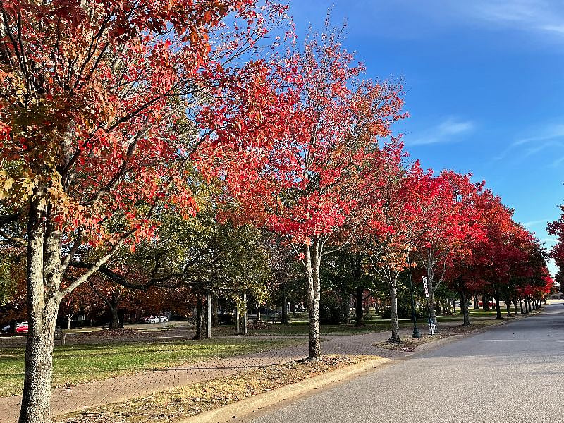 View of the south side of the park from the front porch.